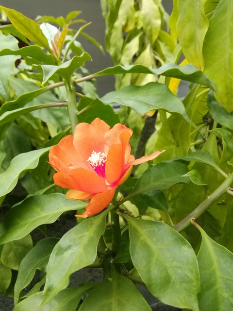 植物, rose桌布