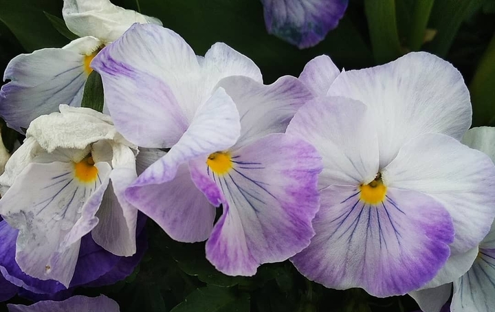 Flower Power