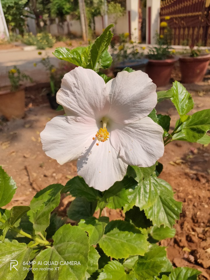 White Lady