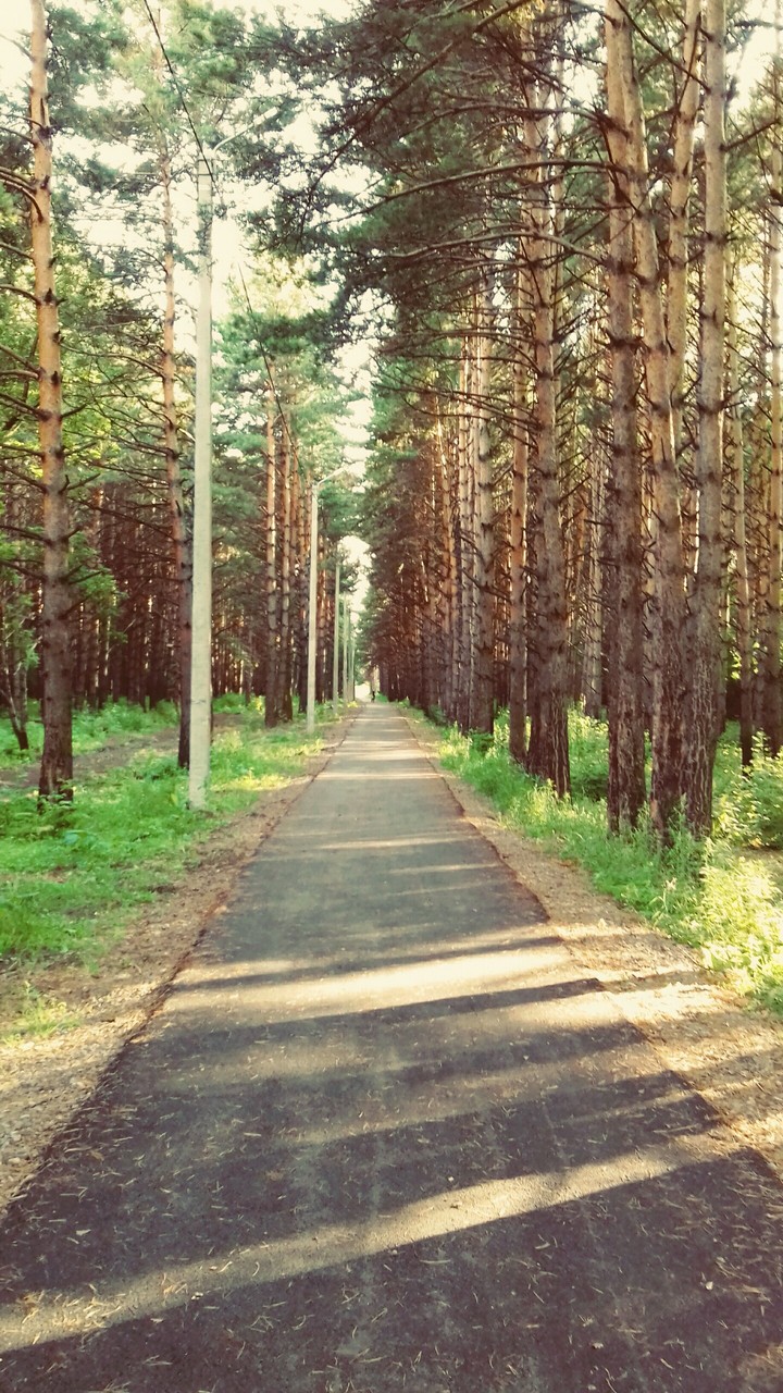 morning in the forest