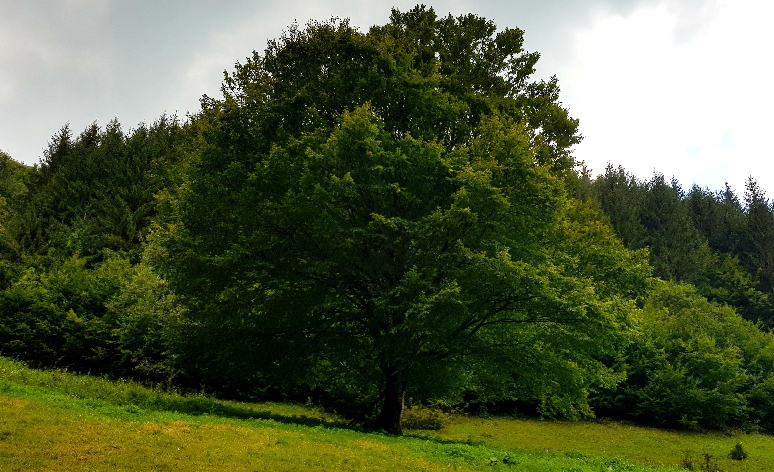 #green #tree #romaniancountry