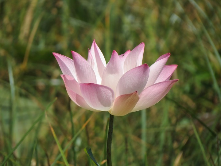 flor