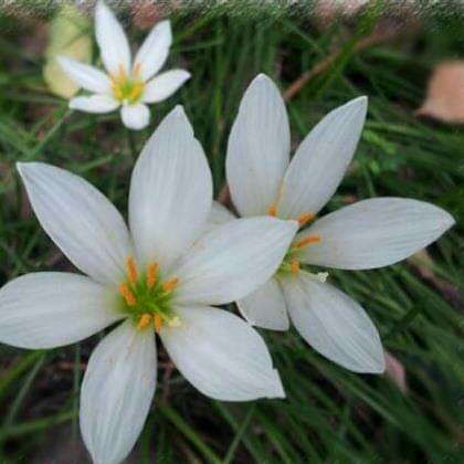 SK~flowers