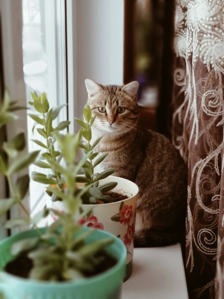 киса