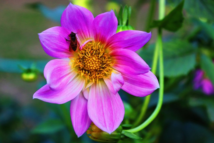 purple flower and a black bee
