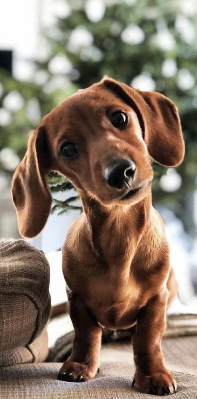 cute ?