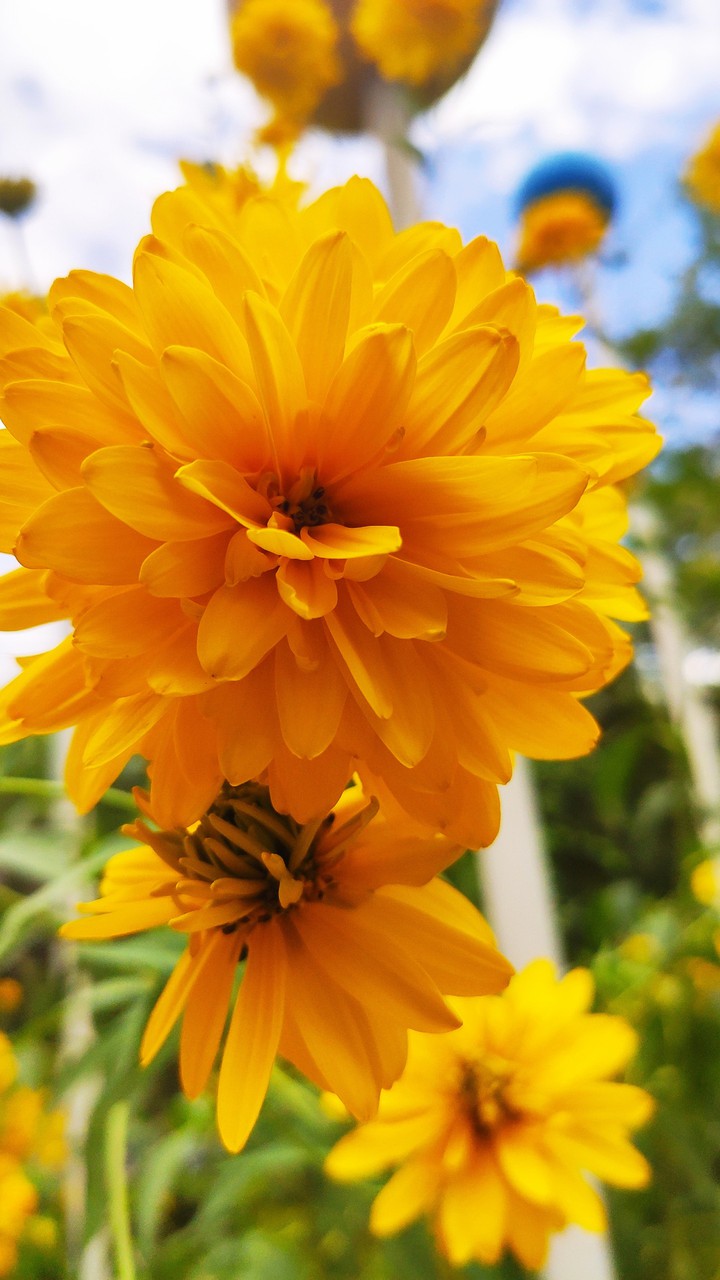 sunny