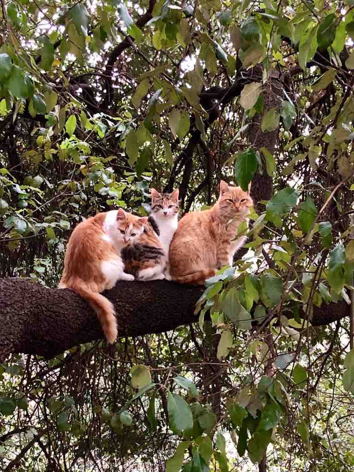котики