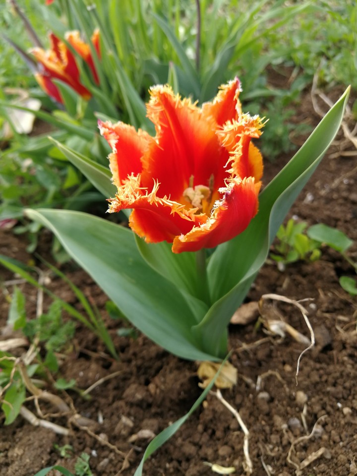 Tulipano