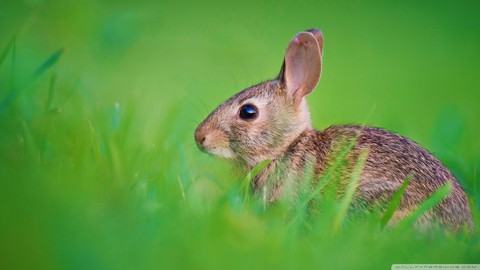 bunny