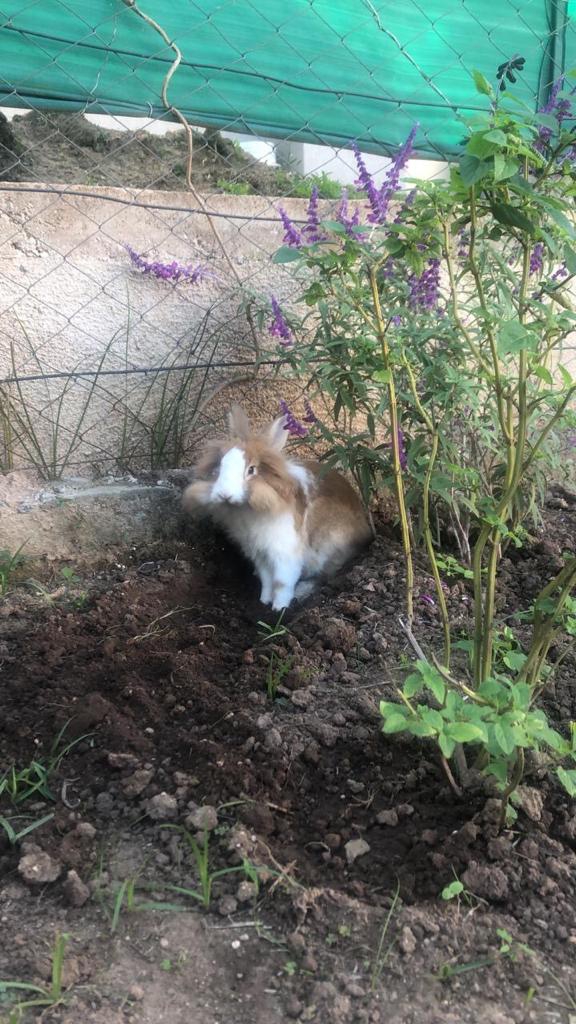 conejo