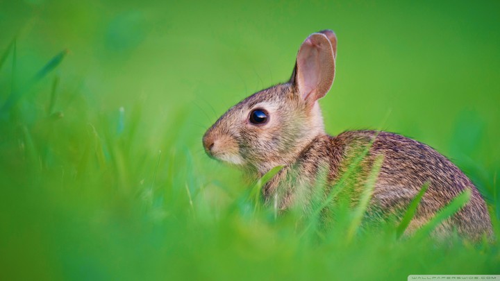bunny