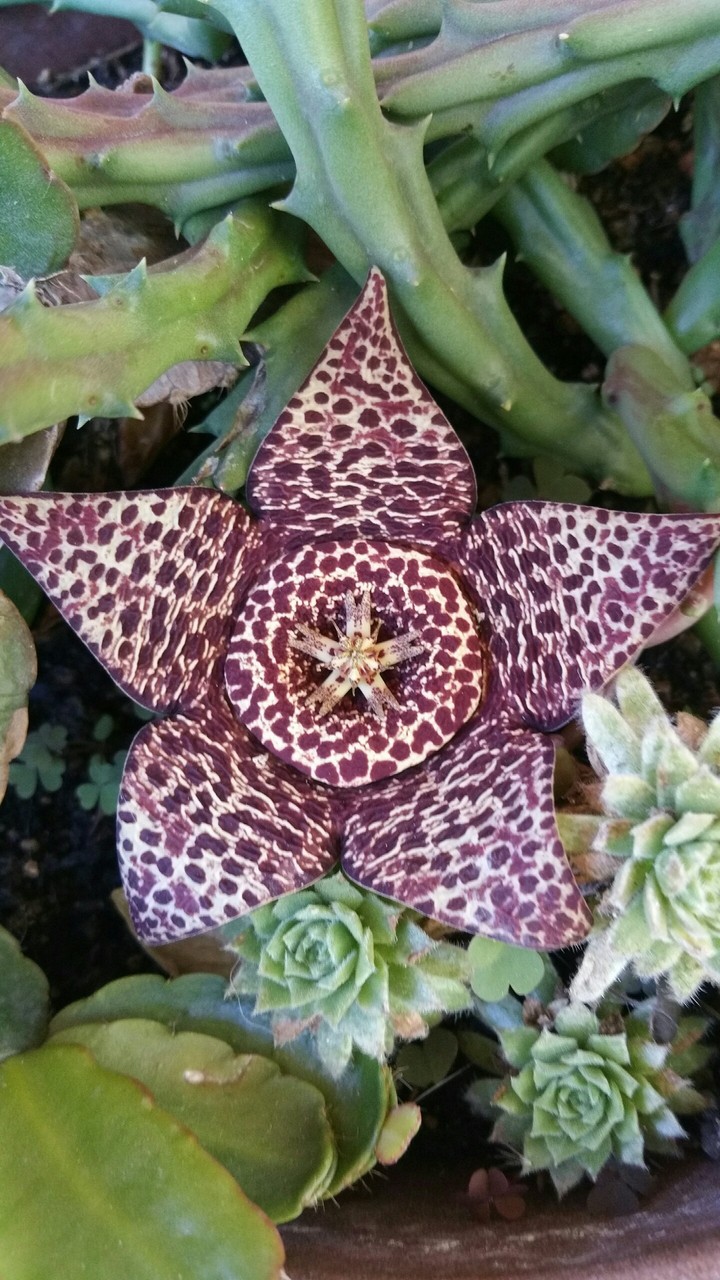Flor de cactus