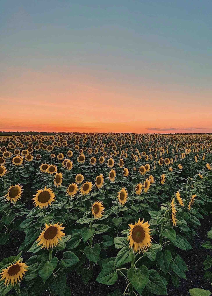 sunflowers
