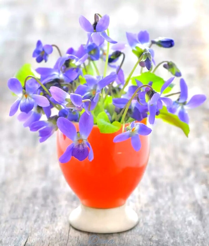 Bouquet of violets
