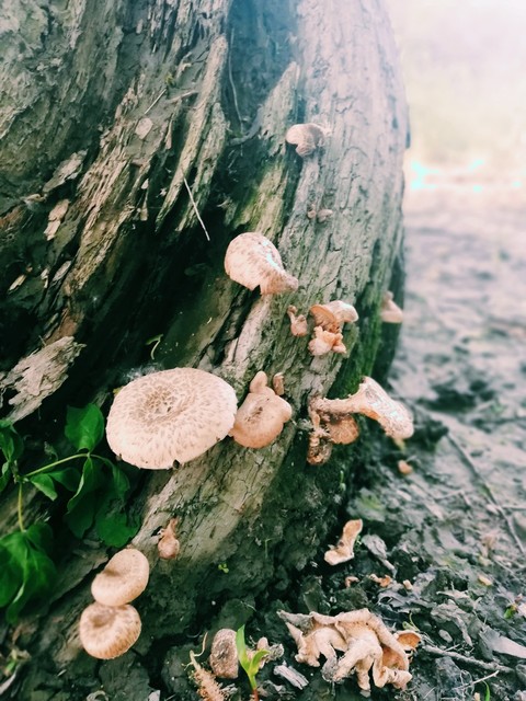 trunk, agaricus壁紙