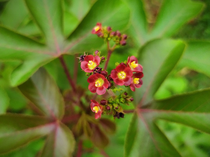 flowers