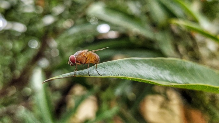 Nature | Micro world | Fly