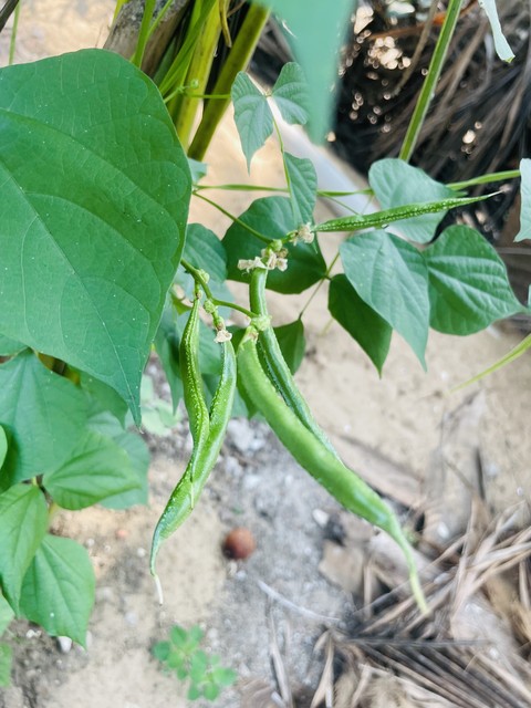тапети legumes, produce