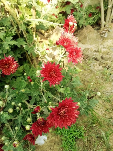 sewati phool