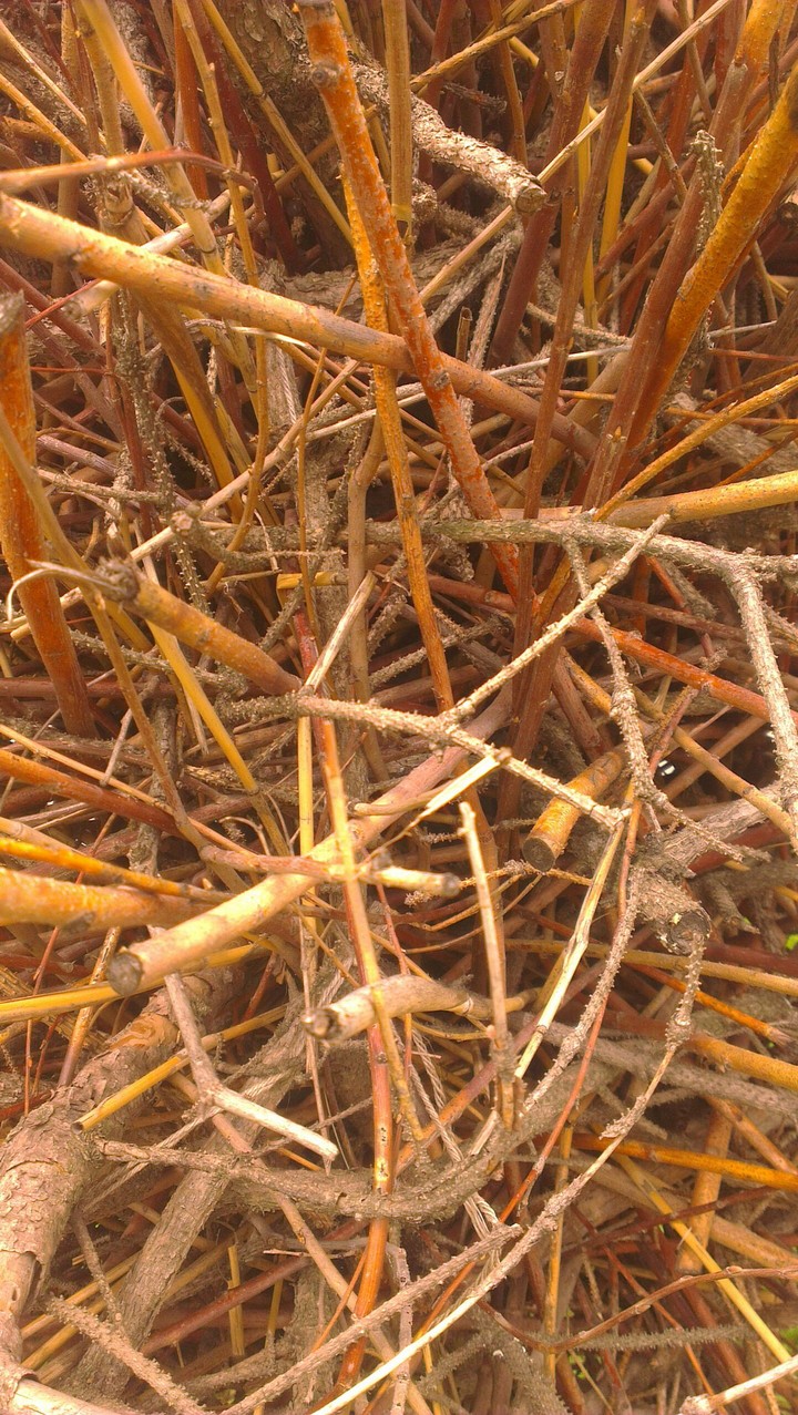 crop