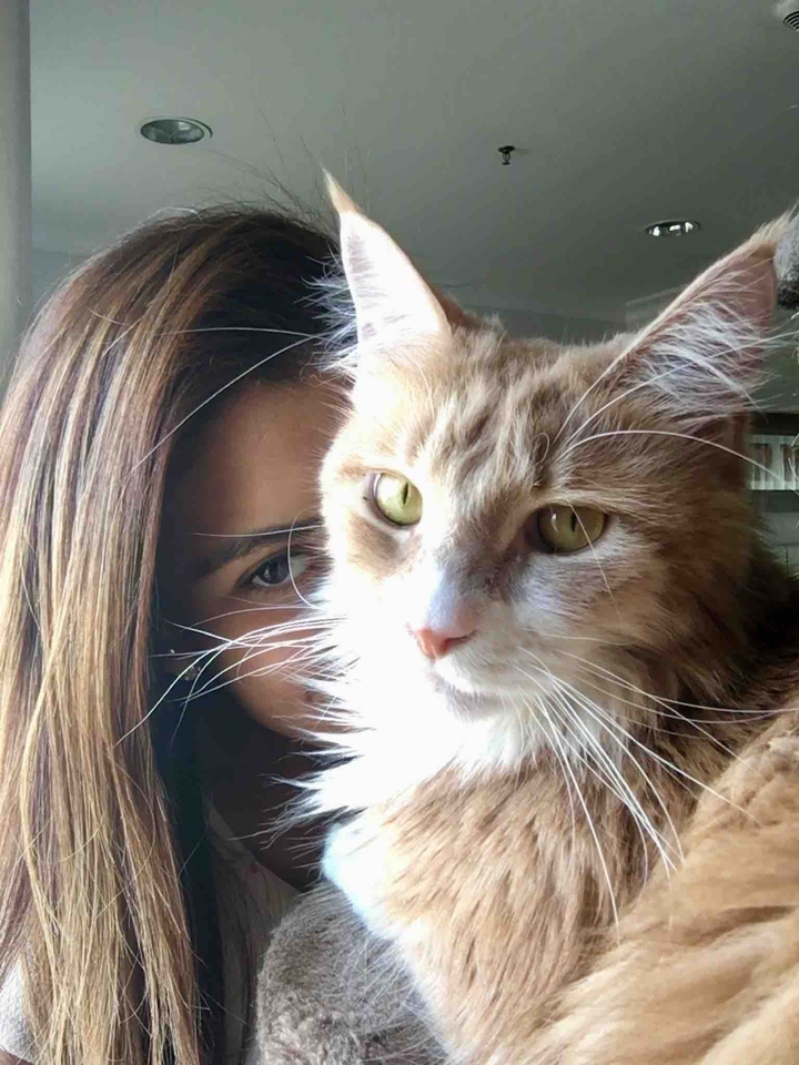 cat