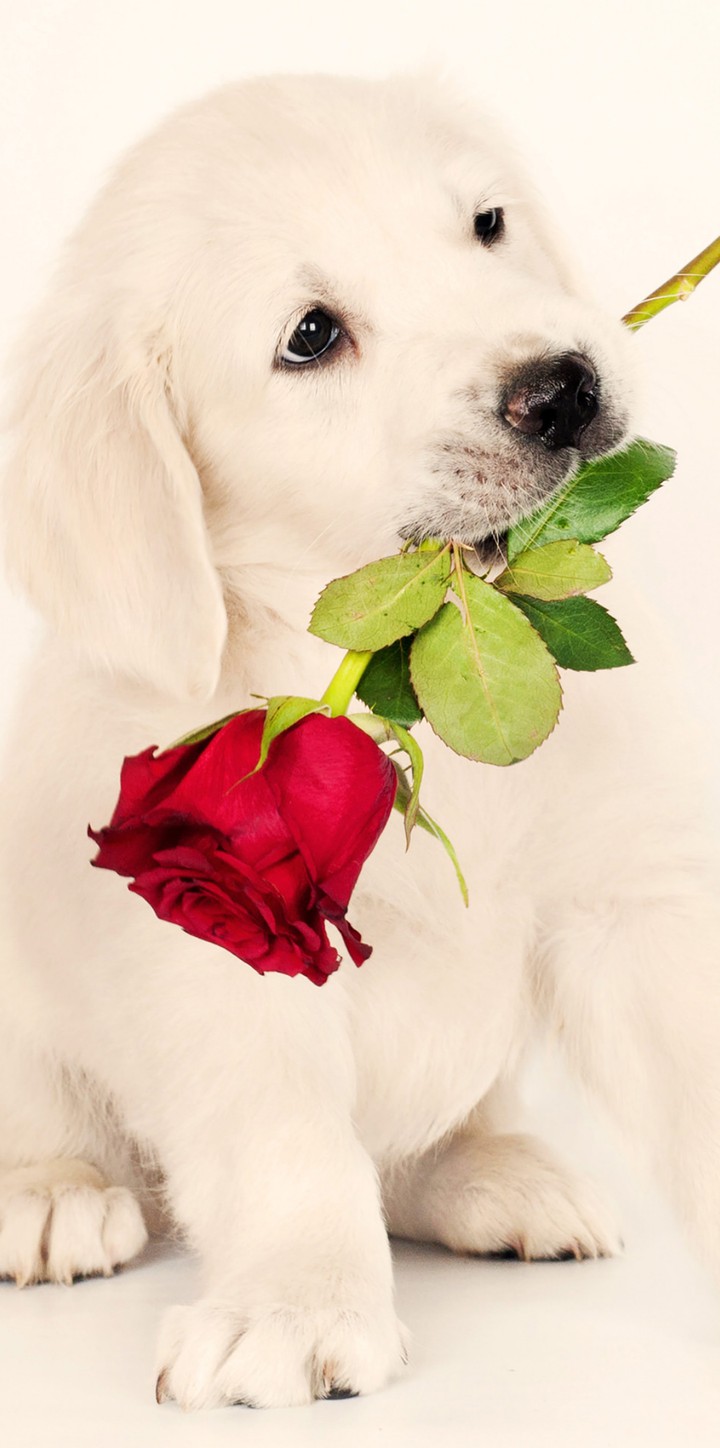 ♥