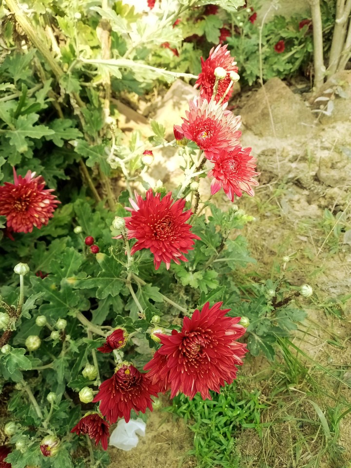 sewati phool