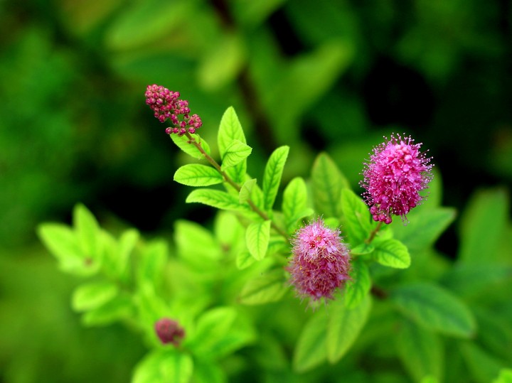Beautiful spirea