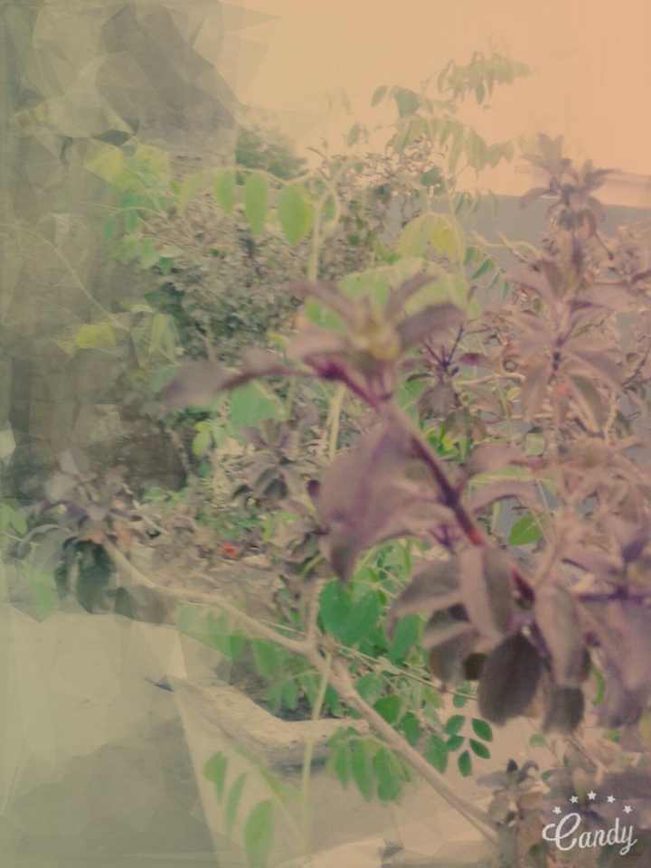 tulsi plant
