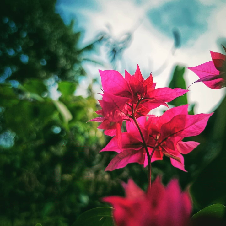 flower