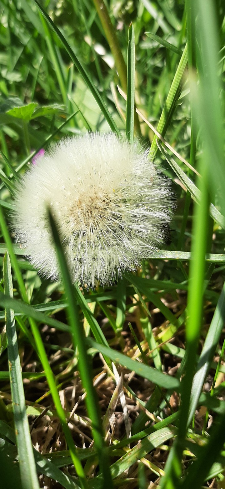 dandelion