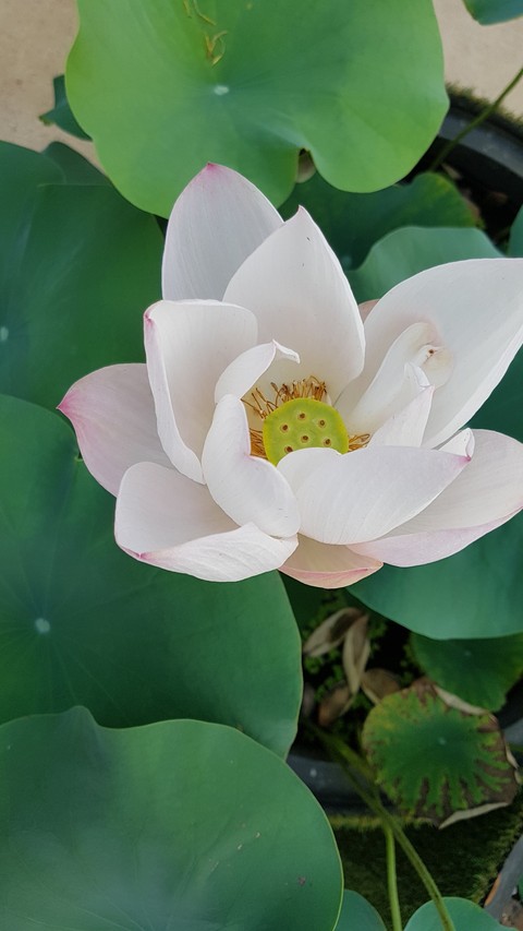 연꽃