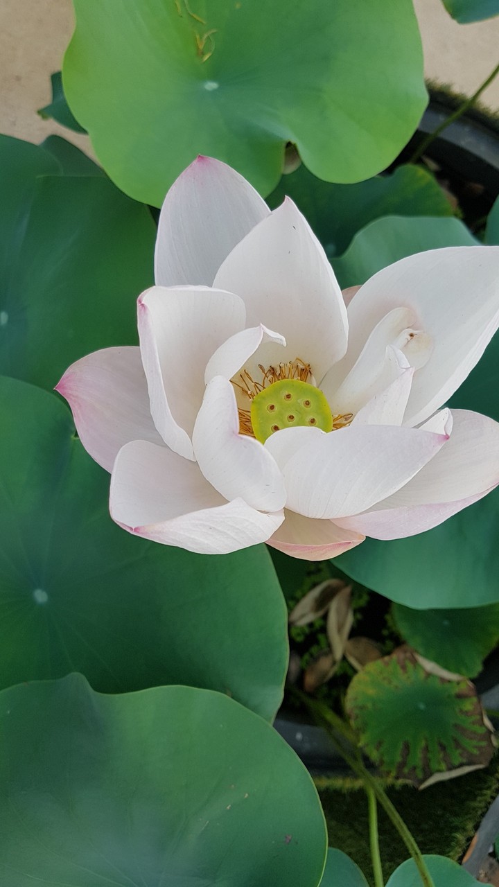 연꽃