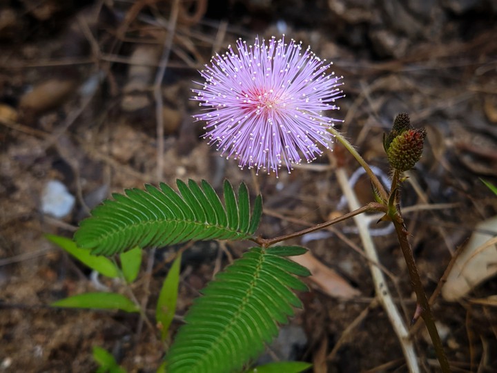 nikumba flowers