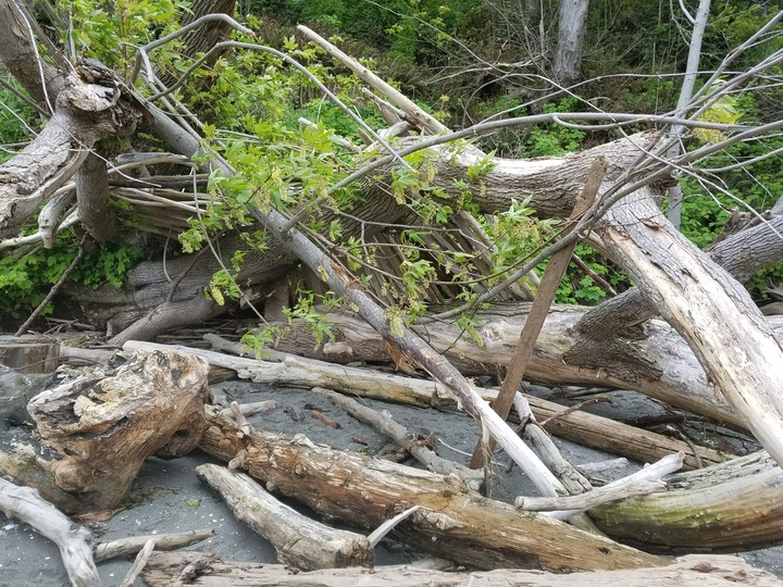 drift wood