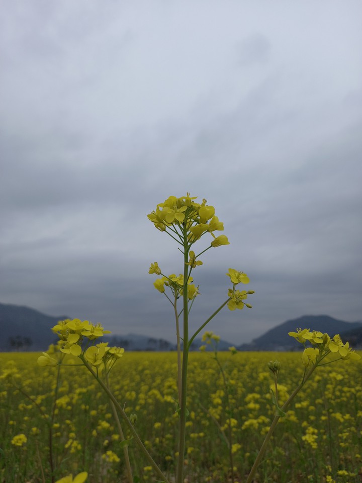 양산 황산공원