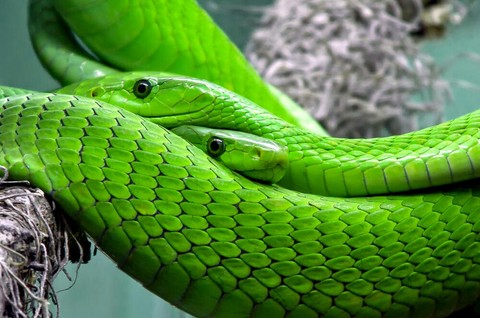 snakes