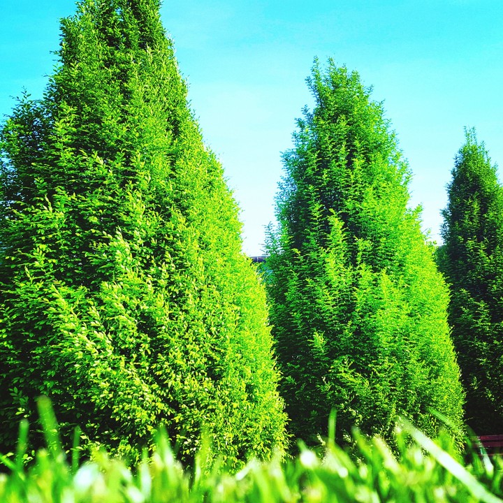 green