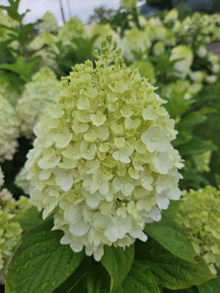 тапети dicotyledon, hydrangea