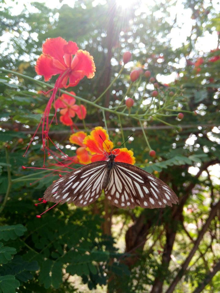 Chaitanya