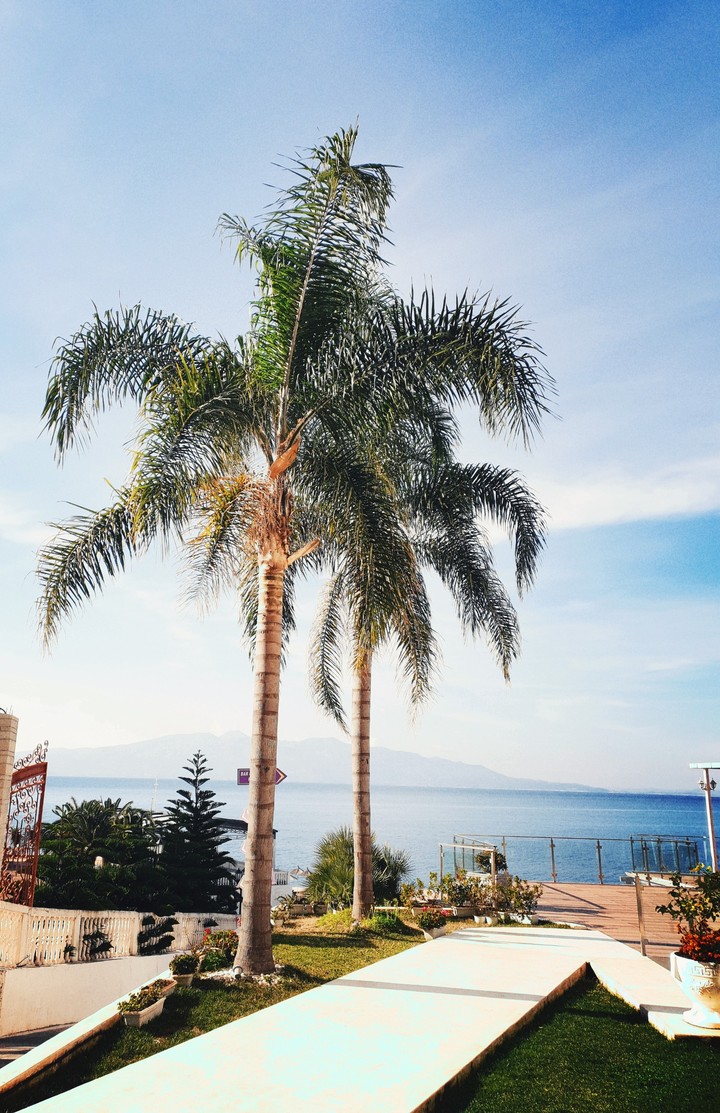 palm tree