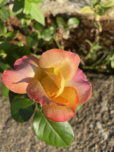 papéis de parede pink, rose