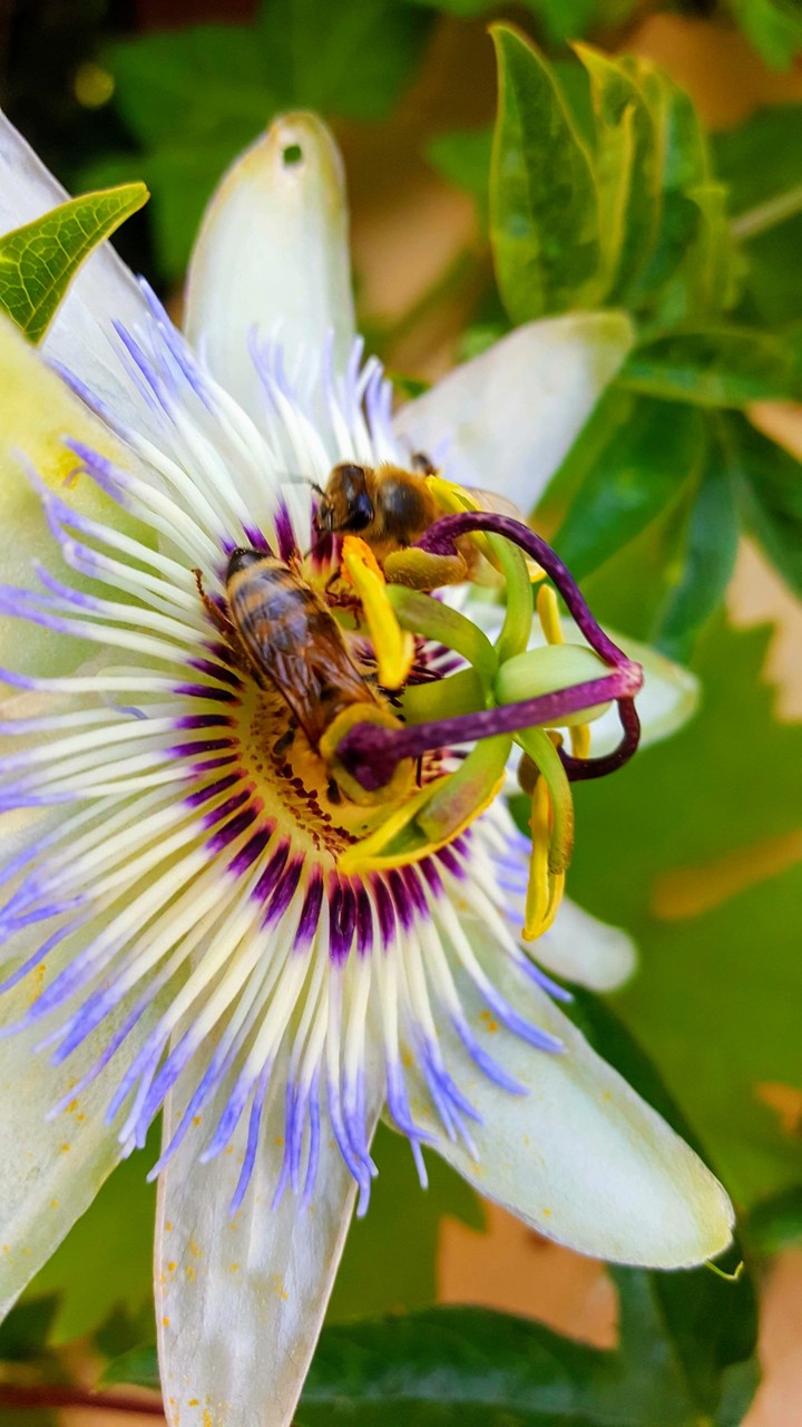 Working bees