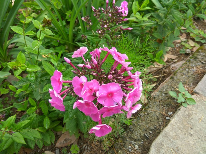 Pink Flower