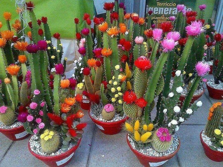 beautiful plants
