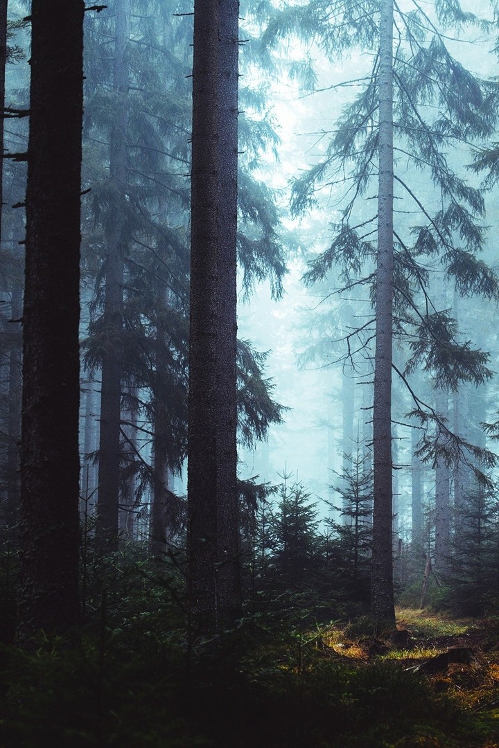 forest