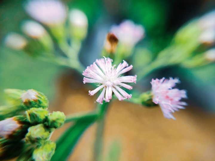 little flower