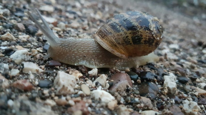 snail