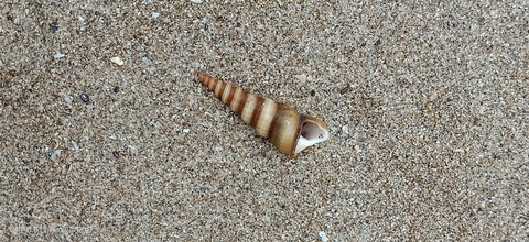 Shell